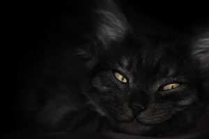 imagenes de gatos con fondo negro