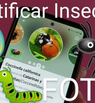 reconocer insectos en una imagen.