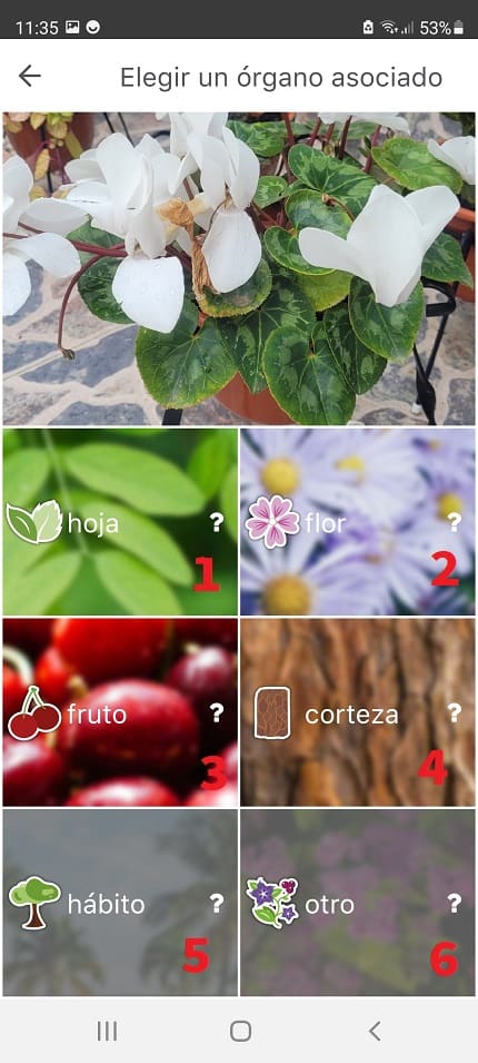 App Para Reconocer Plantas Gratis