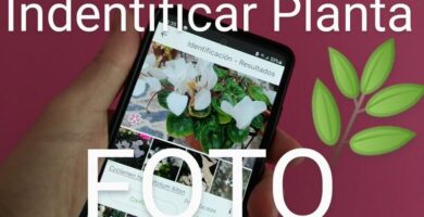 detector de plantas gratis