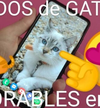 Mejores fondos de gatos en 4K.
